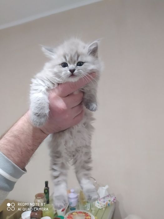 Невский Маскарадный приглашает кошечку на вязку