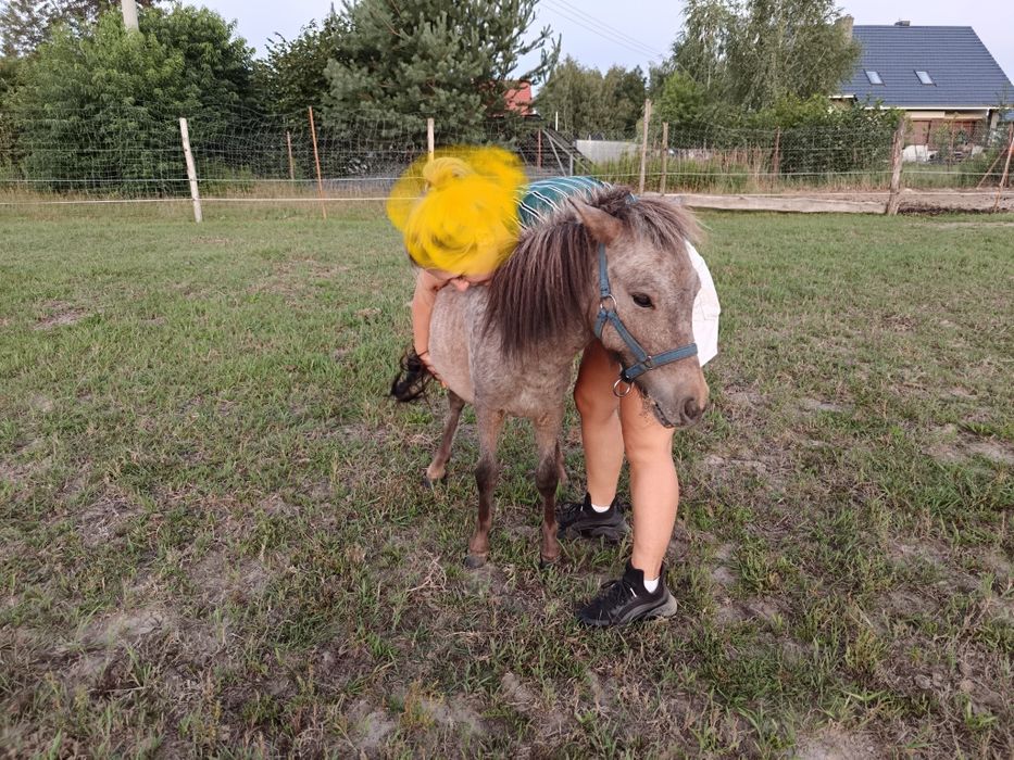 Sprzedam kuca szetlandzkiego