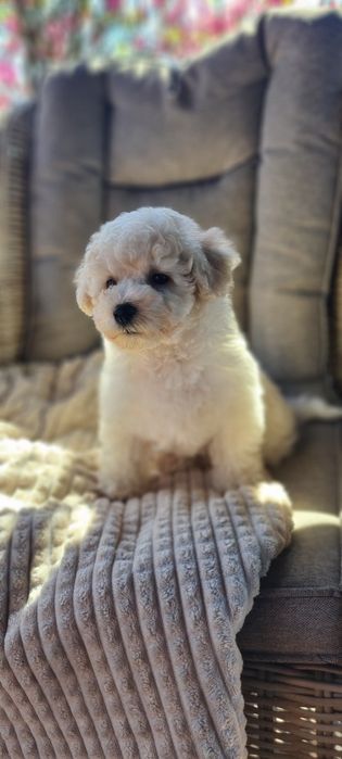 Przepiękny piesek Bichon Frise  gotowy do odbioru