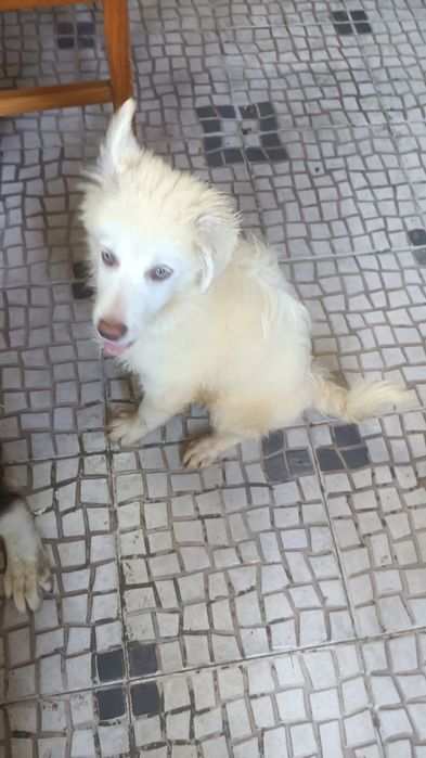Cachorros machos brancos