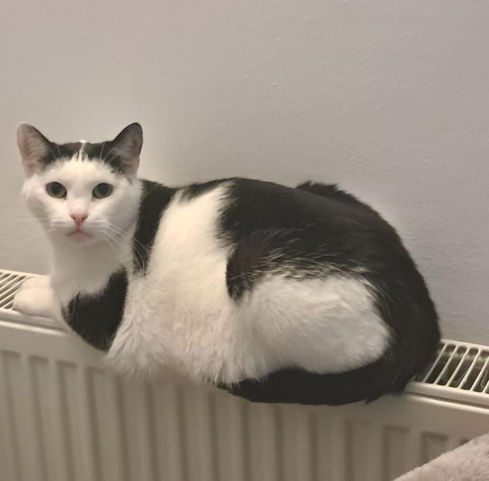 Diki do adopcji za darmo