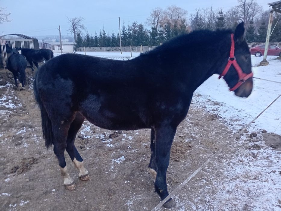 Klaczka z marca 2024 roku.