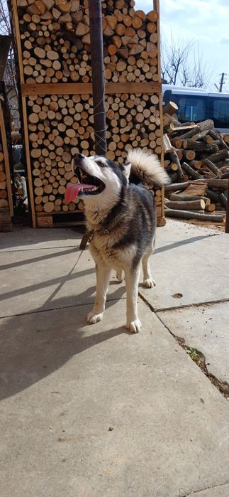 В'язка Сибірський Хаскі.