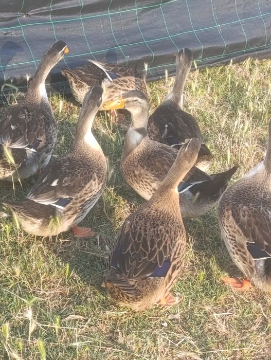 Vendo patos de raça Ruan