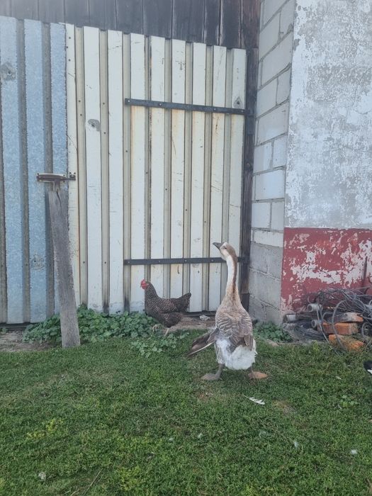 Gęsi garbonose sprzedaż lub zamiana na gąsiora