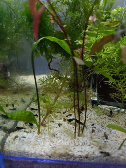 Krewetki Blue Velvet sprzedam