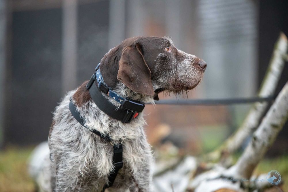 Oluś wyżeł szostkowłosy do adopcji