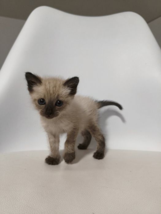 Gatinho para adoção responsável