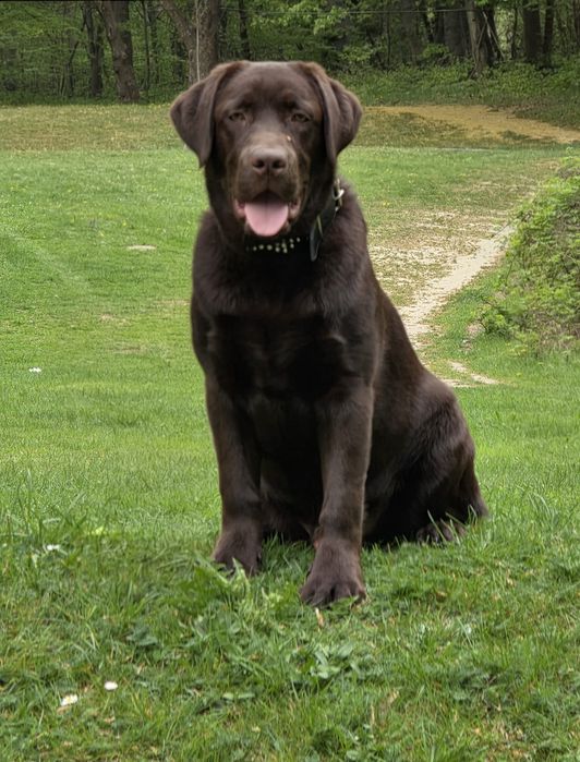 8 miesięczny Labrador Retriever szuka nowego domu