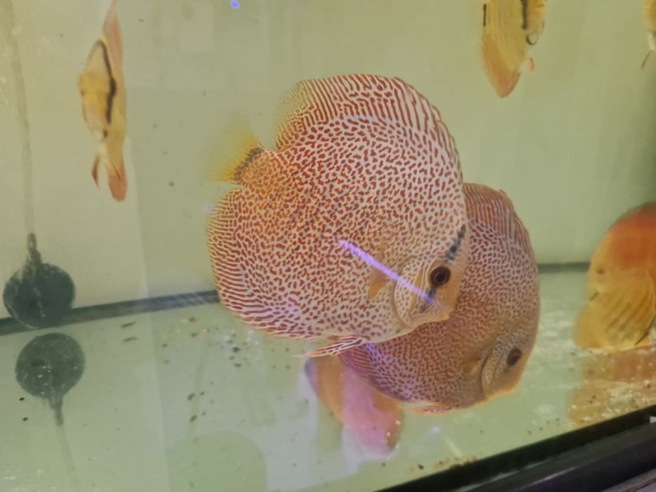 Discus Super Pantera