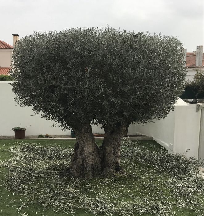 Oliveira Centenária
