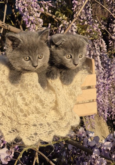 Шотландские котята