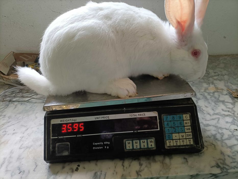 Venda de animais para criação ou abate