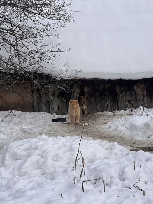Цуценята безкоштовно