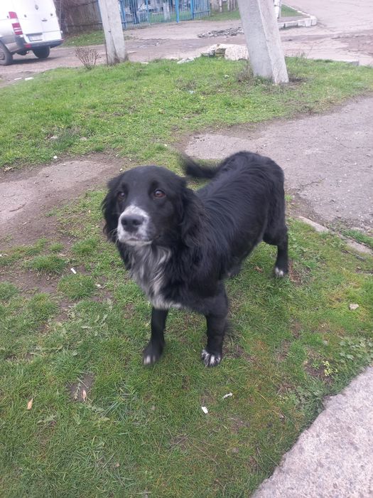 Молоденький песик в дбайливу родину