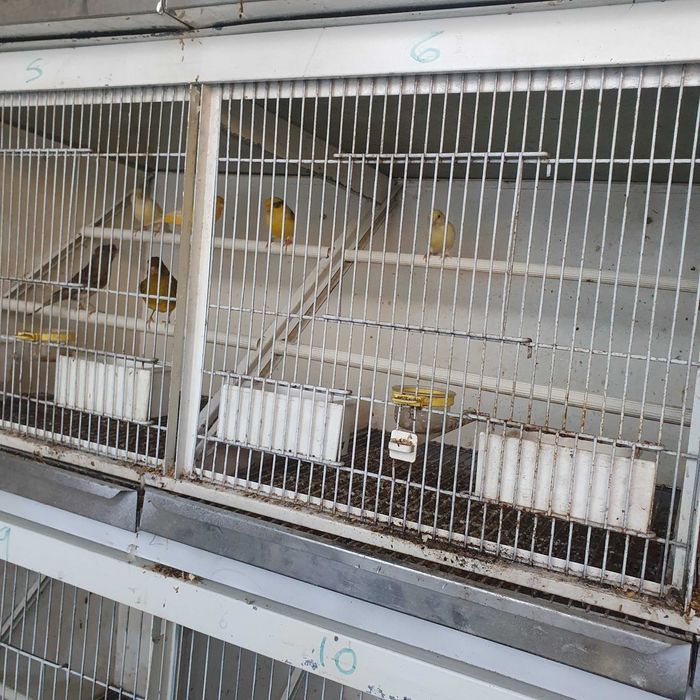 Canarios mosaicos e fifancy