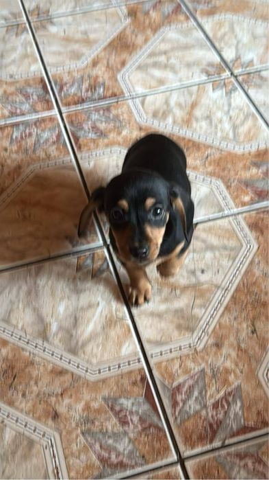 Oddam szczeniaki w dobre ręce