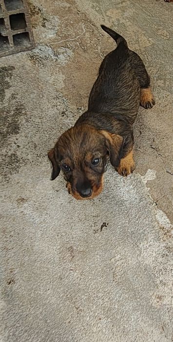 Teckel pêlo  cerdoso macho puro