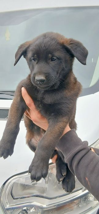 Owczarek Belgijski Malinois Piesek