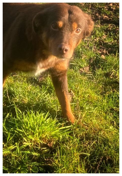 Choko - do adopcji sunia - czekoladowa piękność