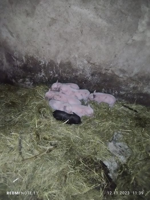 В'єтнамські свині