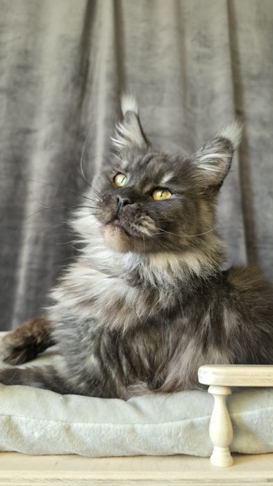 Чудове кошеня мейн кун родовід клубу