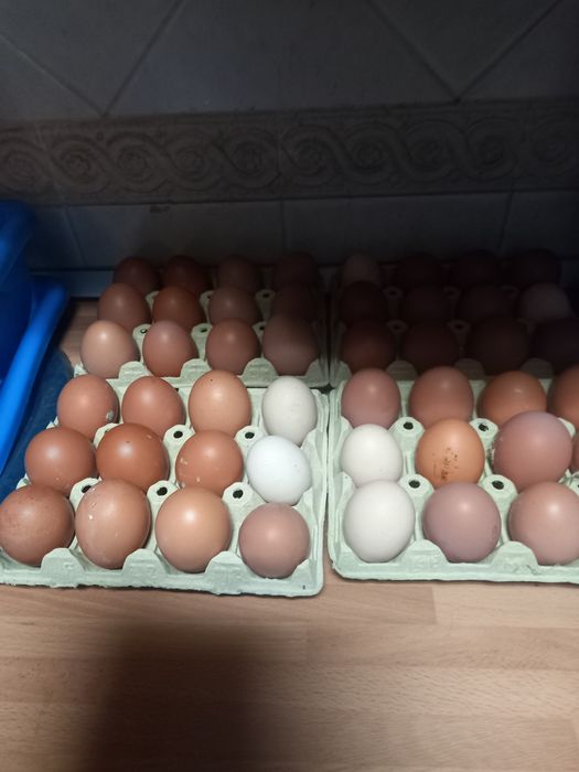 Ovos de  Galinhas Isa Brown e Sussex