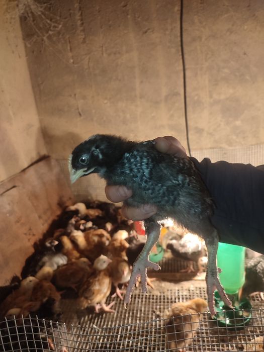 Продам курчат разный породы