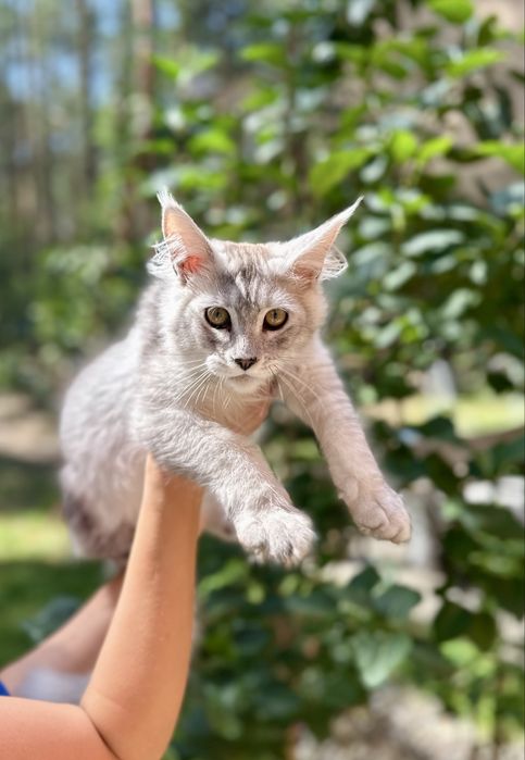 Kocurek Maine Coon wysokie srebro po ojcu shell do hodowli