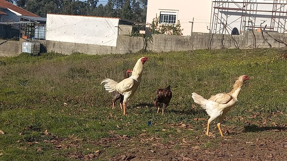 Indio gigante/polaco gigante