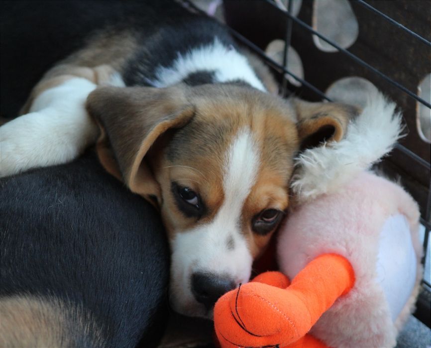 Лучшие мальчики бигля окраса триколор