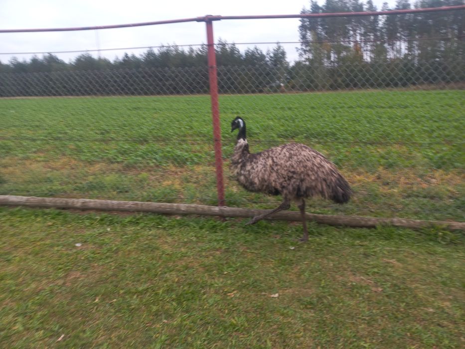 Strusie emu samica