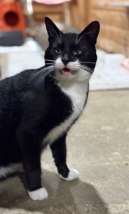 Koty z serca Kaszub polecają się do adopcji!