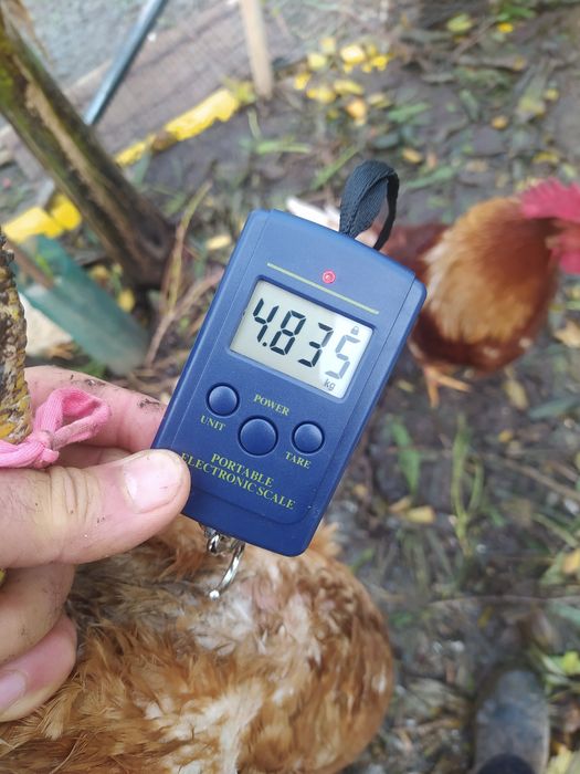 Galinha raça grande , 4,8Kg, caseira