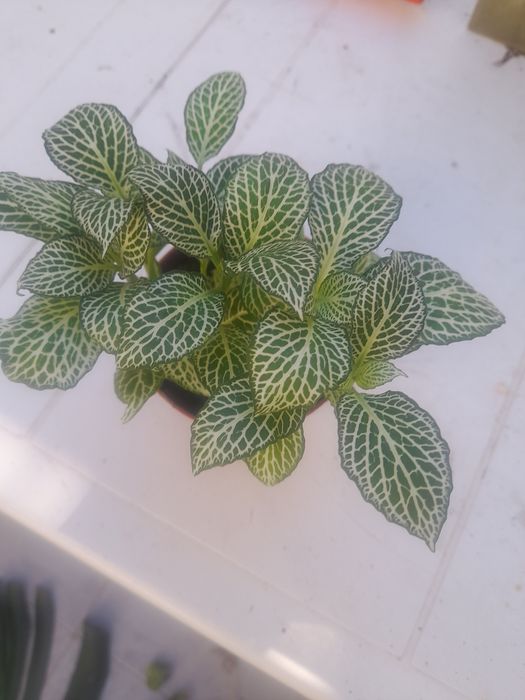 Planta natural lindíssima.
