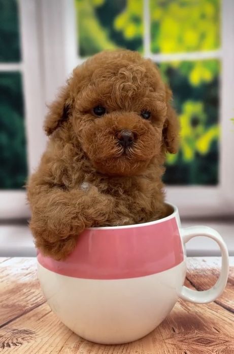 Дівчинка.  Шикарнюча.кудряшка.той пудель