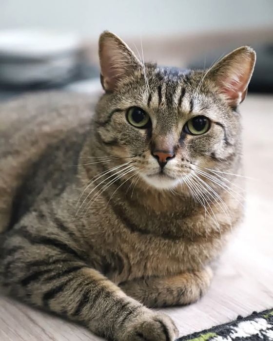 Anżej trójłapek poleca się uwadze