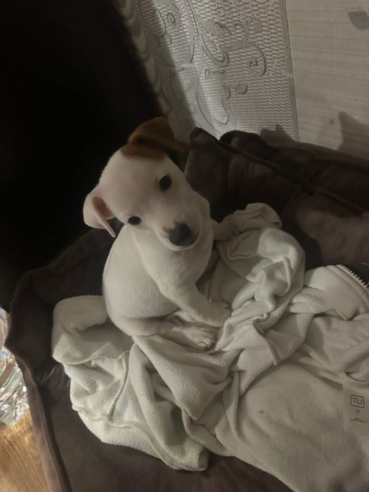 Джек Рассел Терʼєр