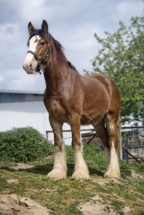 Solaris - ogierek irish cob 2025