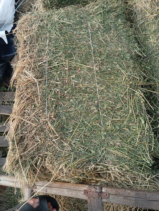 Продам тюки люцерни