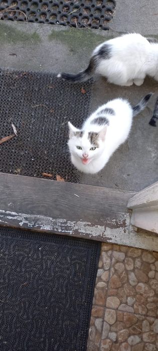 Oddam, Kotka za darmo, przytulasek.