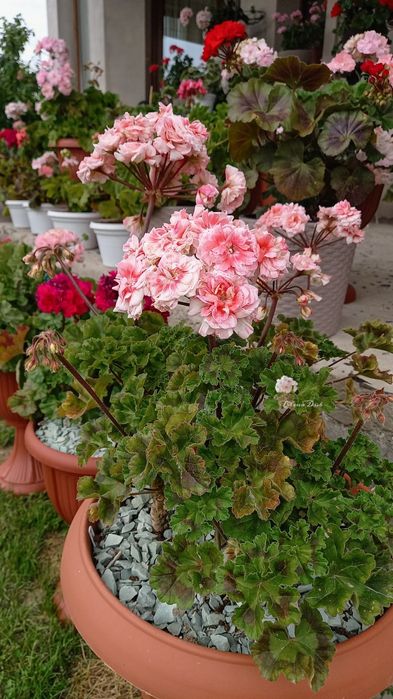 пеларгонії сортові