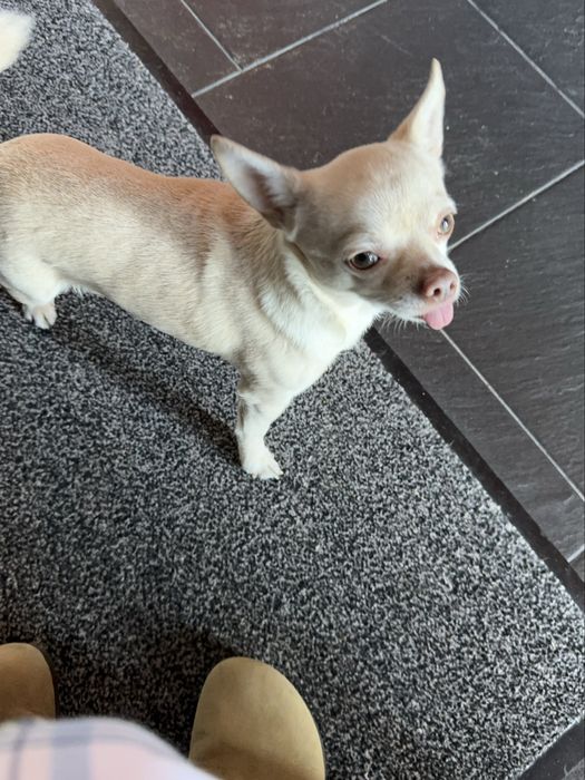 Petsitter em Lisboa470688227142543362