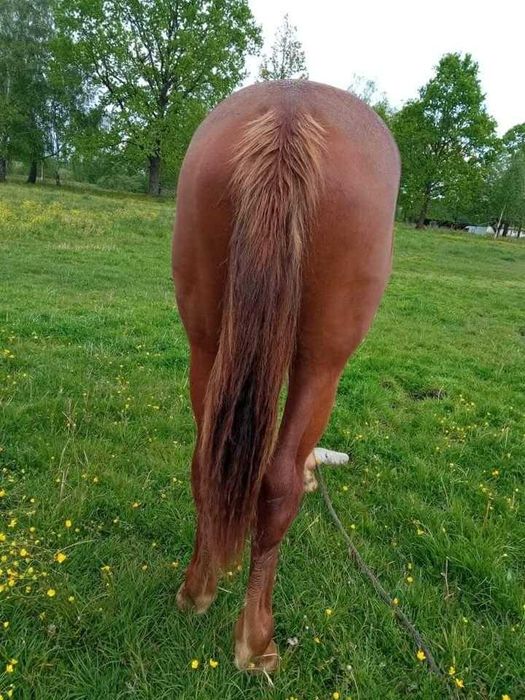 Продам коня рік і мисяц