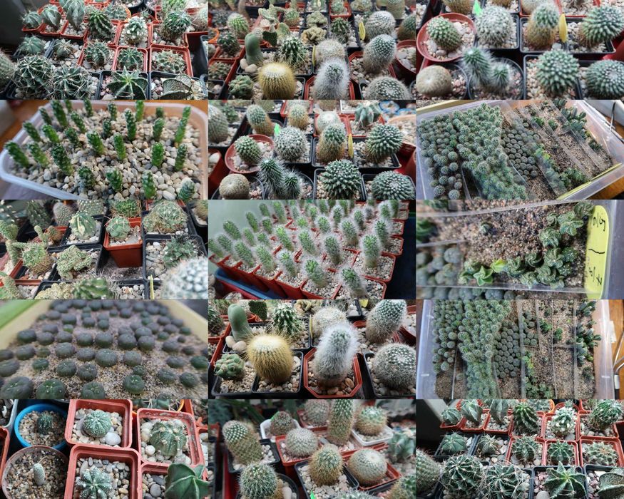 Продам кактуси та сукуленти