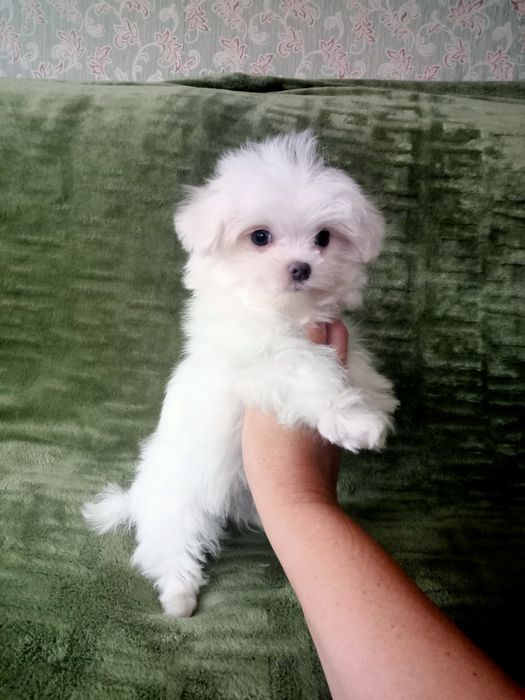 Щенки мальтийской болонки