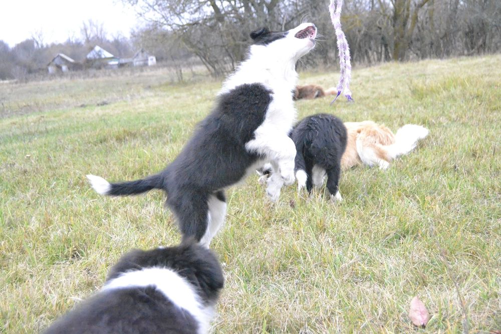 Цуценята Бордер Колли