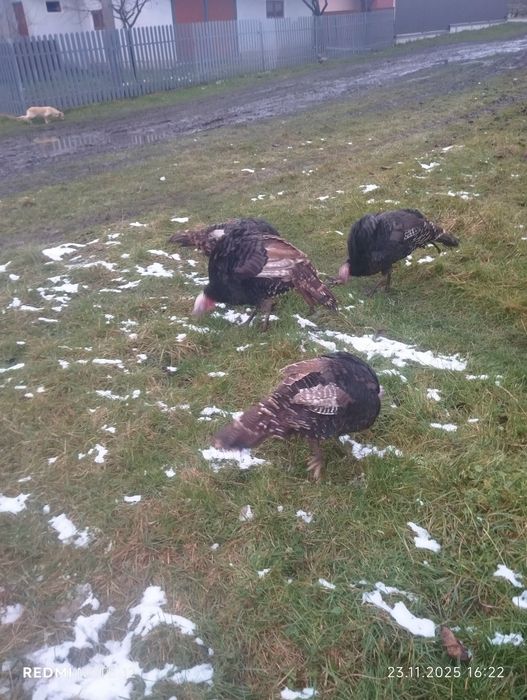 Продам молоді домашні індики