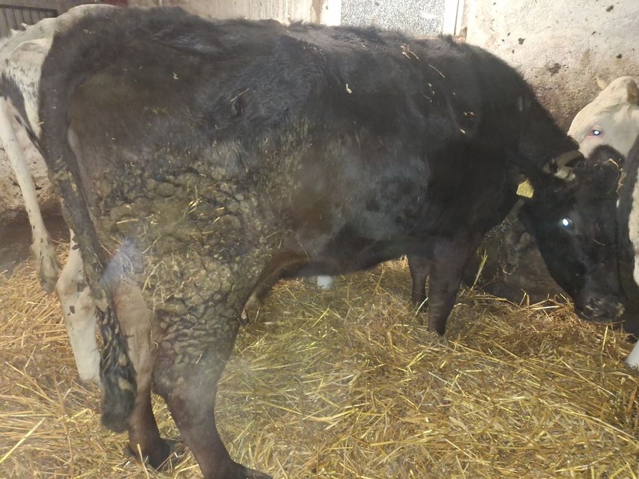 Krowa i Jalowka sprzedam