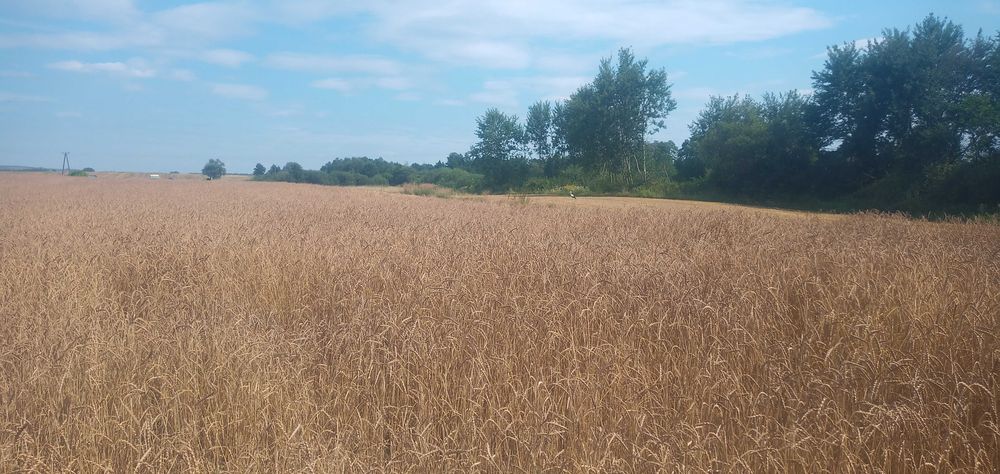 BIO / EKOLOGICZNA mąka orkiszowa typ 500 Bio - 1 kg